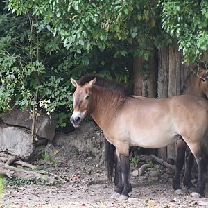 Przewalski's Horses