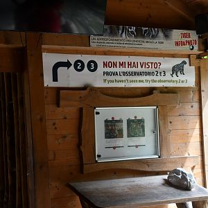 Amur Tiger exhibit - interpretive station
