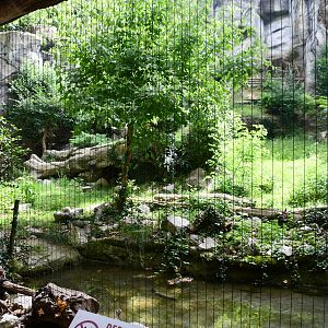 Snow Leopard exhibit