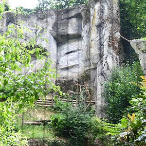 Snow Leopard exhibit