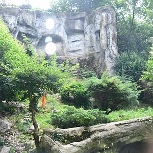 Snow Leopard exhibit