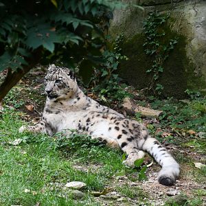 Snow Leopard
