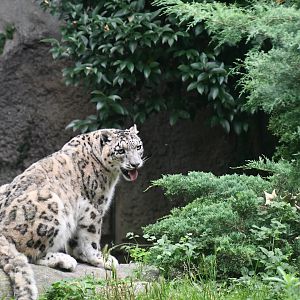 Snow Leopard