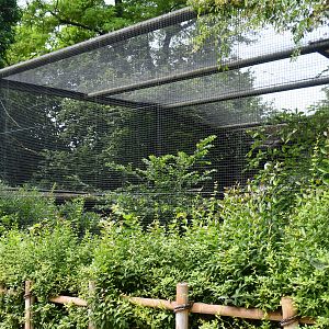 Egyptian Vulture aviary