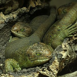 Prehensile-tailed skink : Colchester Zoo : 21 Jun 2024