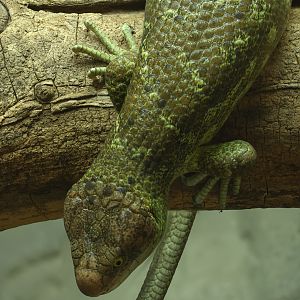 Prehensile-tailed skink : Colchester Zoo : 21 Jun 2024