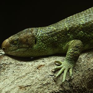 Prehensile-tailed skink : Colchester Zoo : 21 Jun 2024