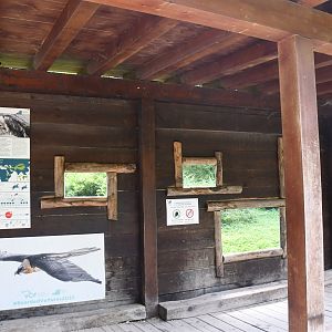 Bearded Vulture viewing area