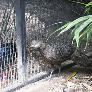 Grey Peacock Pheasant (with Vietnamese Pheasant neighbor)