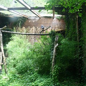 Red-headed Vulture aviary