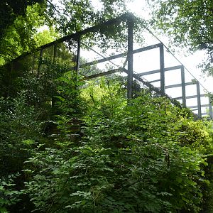 Red-headed Vulture aviaries (3 or 4 in total)