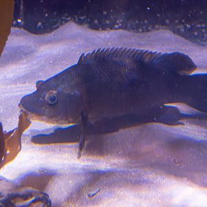 Fish ID - Sea Life London