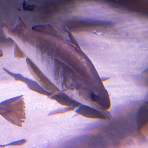 Fish ID - Sea Life London