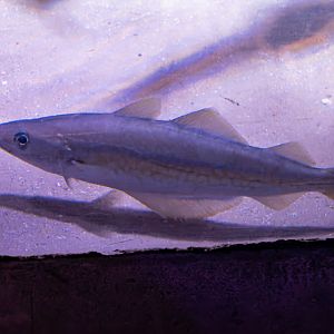 Fish ID - Sea Life London