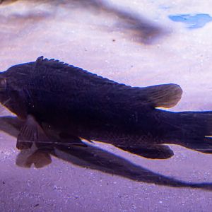 Fish ID - Sea Life London