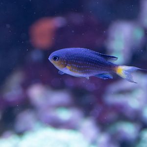 Fish ID - Sea Life London