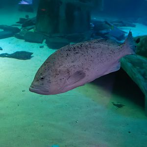 Epinephelus cyanopodus? - Sea Life London