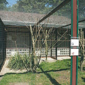 Mixed Australian parrot aviary, 2024-05-23