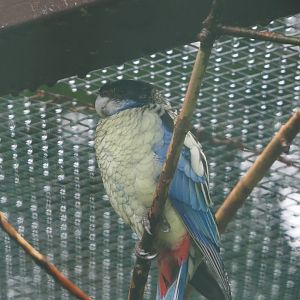 Northern rosella (Platycercus venustus), 2024-05-22