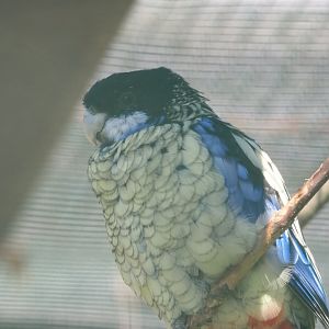 Northern rosella (Platycercus venustus), 2024-05-23