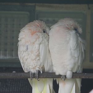 Little corellas (Cacatua sanguinea), 2024-05-22