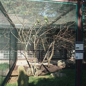 Australian parakeet and rosella aviary, 2024-05-23