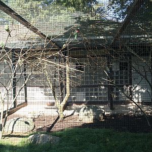 Australian parakeet and rosella aviary, 2024-05-23