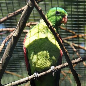 Red-winged parrot (Aprosmictus erythropterus), 2024-05-23