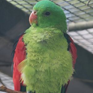 Red-winged parrot (Aprosmictus erythropterus), 2024-05-24