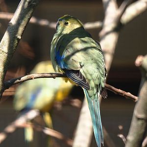 Blue-winged parrot (Neophema chrysostoma), 2024-05-23