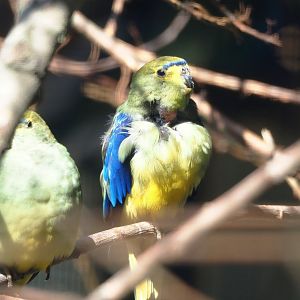 Blue-winged parrot (Neophema chrysostoma), 2024-05-23