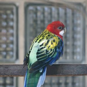 Eastern rosella (Platycercus eximius eximius), 2024-05-23