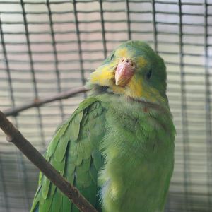 Superb parrot (Polytelis swainsonii), 2024-05-24