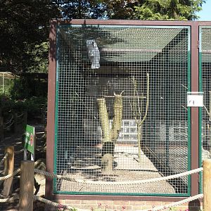 Blue-eyed cockatoo aviary, 2024-05-23