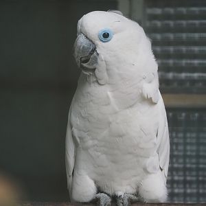 Blue-eyed cockatoo (Cacatua ophthalmica), 2024-05-22