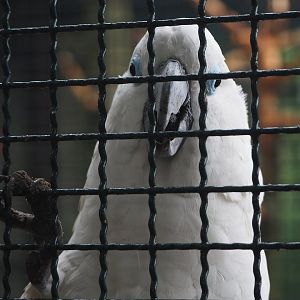Blue-eyed cockatoo (Cacatua ophthalmica), 2024-05-22