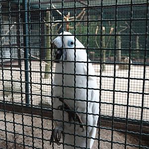 Blue-eyed cockatoo (Cacatua ophthalmica), 2024-05-23