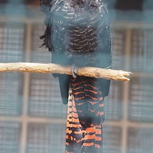 Red-tailed black cockatoo (Calyptorhynchus banksii), 2024-05-22