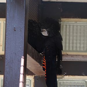 Red-tailed black cockatoo (Calyptorhynchus banksii), 2024-05-23