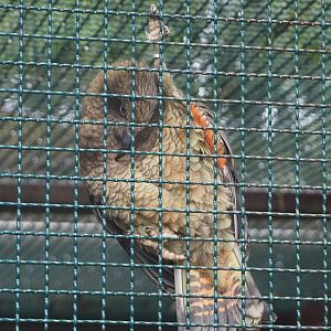 Kea (Nestor notabilis), 2024-05-22