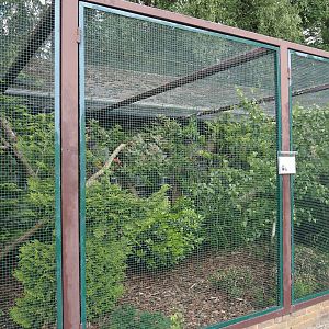 Toco toucan aviary, 2024-05-23