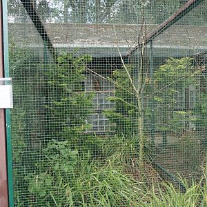 Swift parrot aviary, 2024-05-23