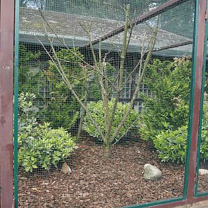 Kagu and Horned parakeet aviary, 2024-05-23