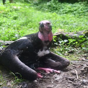 Red-headed Vulture