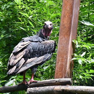 Red-headed Vulture