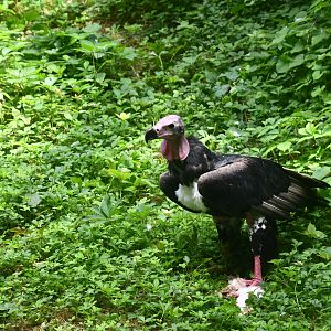 Red-headed Vulture