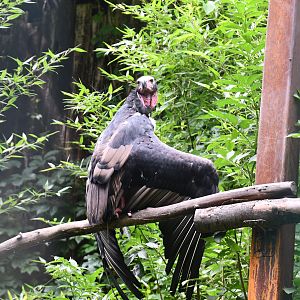 Red-headed Vulture