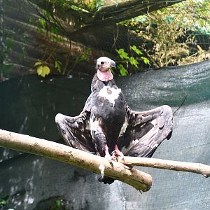 Red-headed Vulture