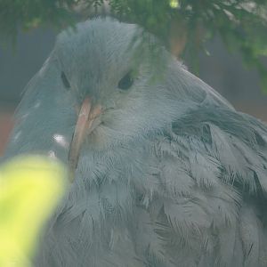 Kagu (Rhynochetos jubatus), 2024-05-23