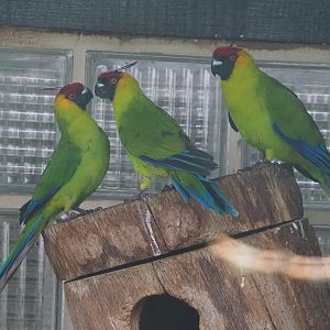 Horned parakeets (Eunymphicus cornutus), 2024-05-22